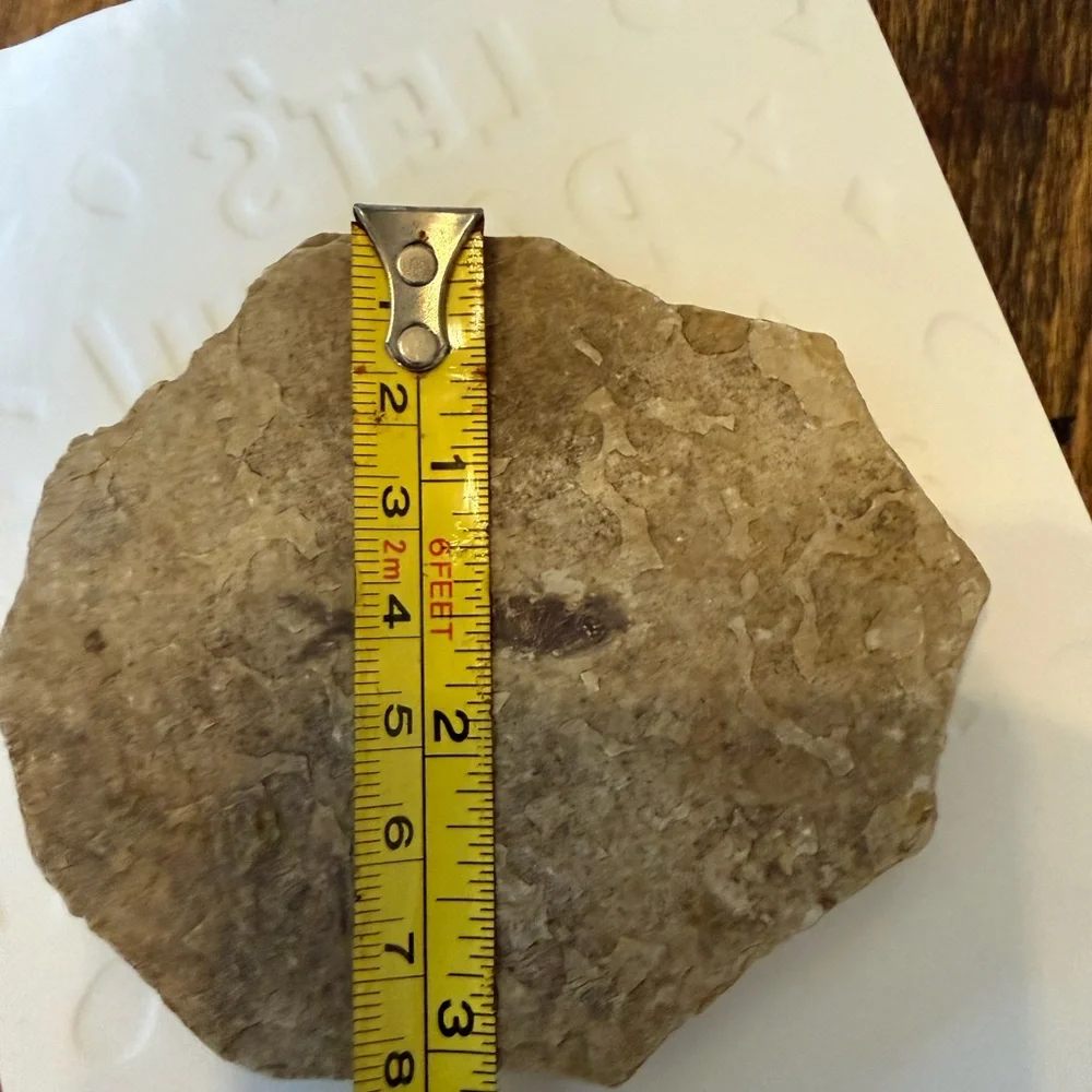 Small Fossilized Fish Found this Rock in North Dakota Cool Little Fossil